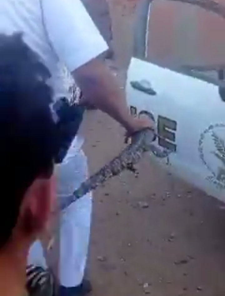 التمساح الهارب داخل ترعة في المنوفية