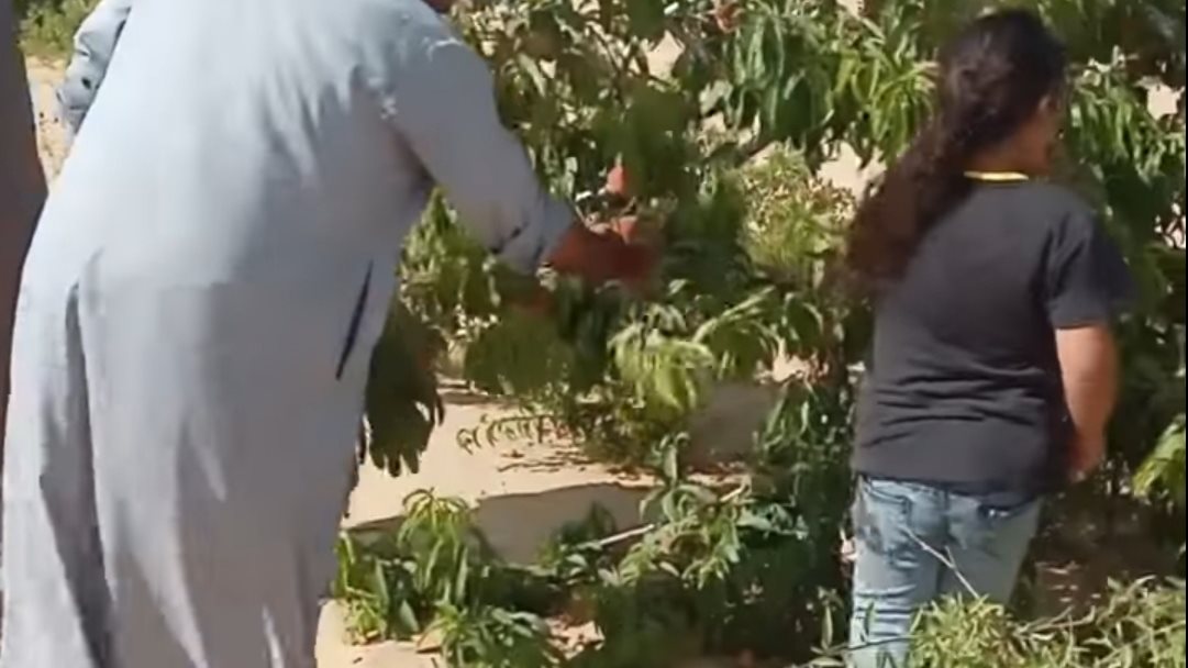 زراعة أشجار الخوخ في سيناء