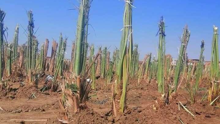 زراعة الفسائل 