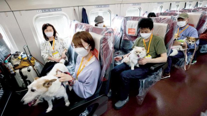 رحلة للكلاب