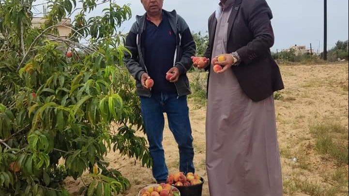 الخوخ إنتاج أراضي سيناء