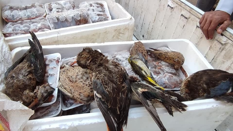 الطيور المضبوطة
