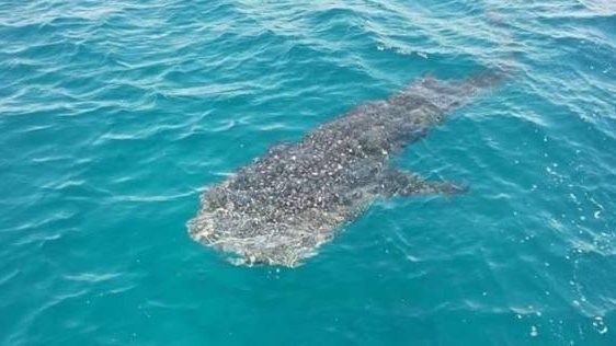 القرش بهلول  القرش بهلول