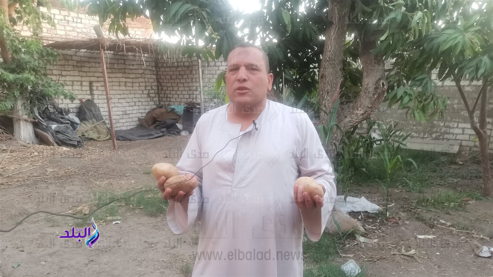 المزارع سراج عطية يشرح كيفية اختيار البطاطس 
