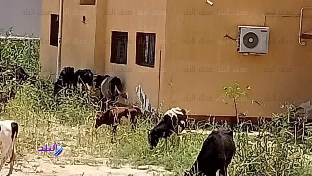 الاغنام داخل مدرسة جمال عبد الناصر بالاسماعيلية