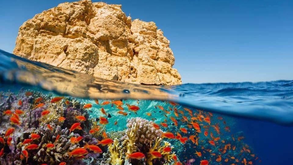 صورة موضوعية