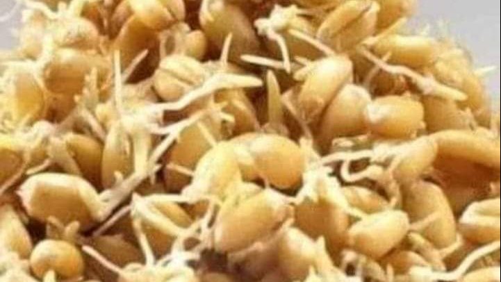 حبات القمح المبرعم قيمة غذائية لصحة الإنسان 