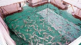 استزراع سمكى - أرشيفية  استزراع سمكى - أرشيفية