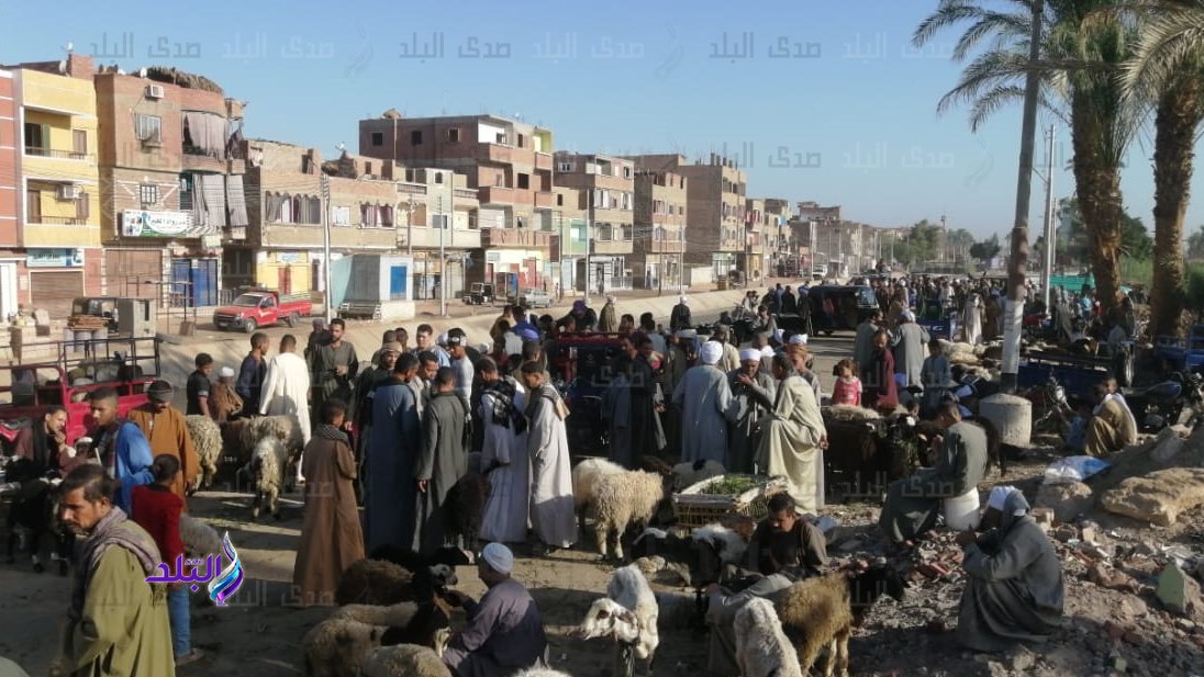 سوق باقور للأغنام والماعز بأسيوط 