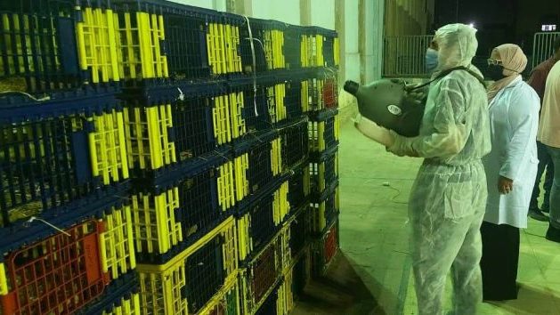 الحمام الزاجل