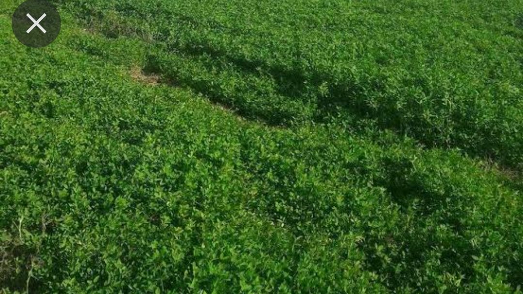 هل يسقط الحق بالتقادم شرعاً ؟