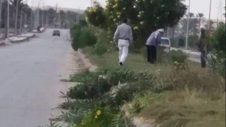 تهذيب الايجار في شوارع مدينة العريش  تهذيب الايجار في شوارع مدينة العريش