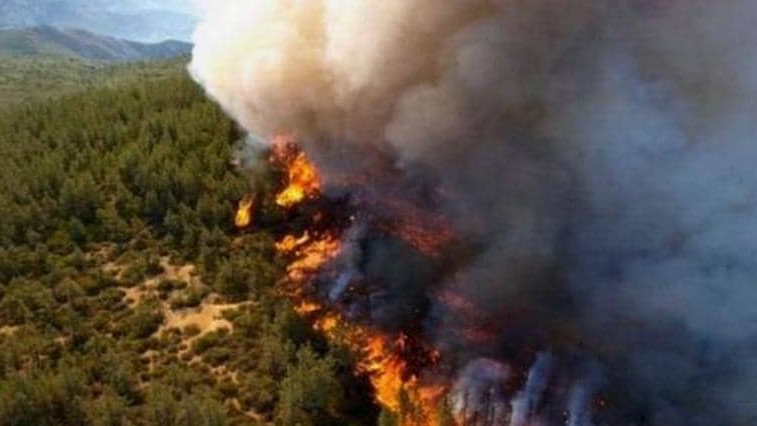 اندلاع حريق في أكبر غابة صنوبر بري في لبنان