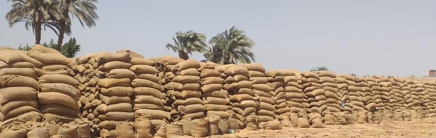 توريد القثمح ببني سويف 