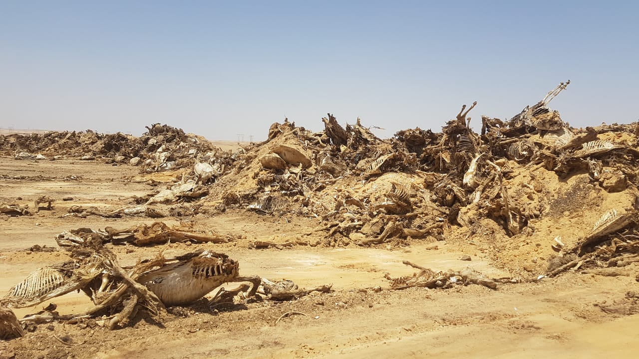 صور لبعض  حمير الفيوم فى الصحراء 