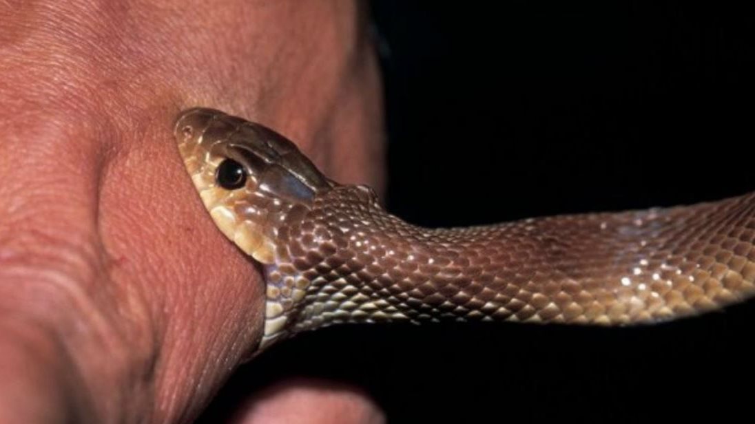 علاج لدغة الثعبان