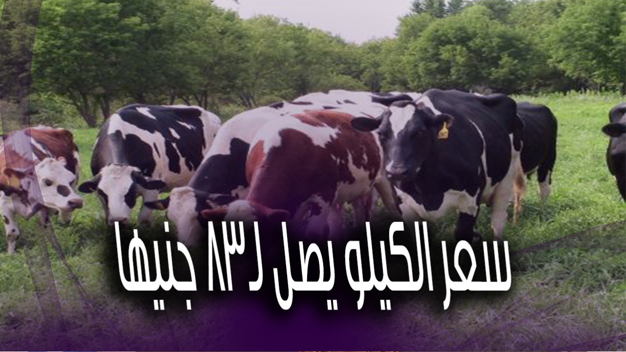 أسعار الأضاحي 
