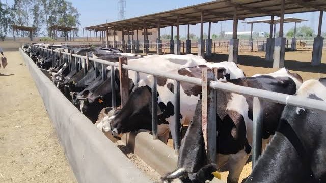 الإنتاج الحيواني 