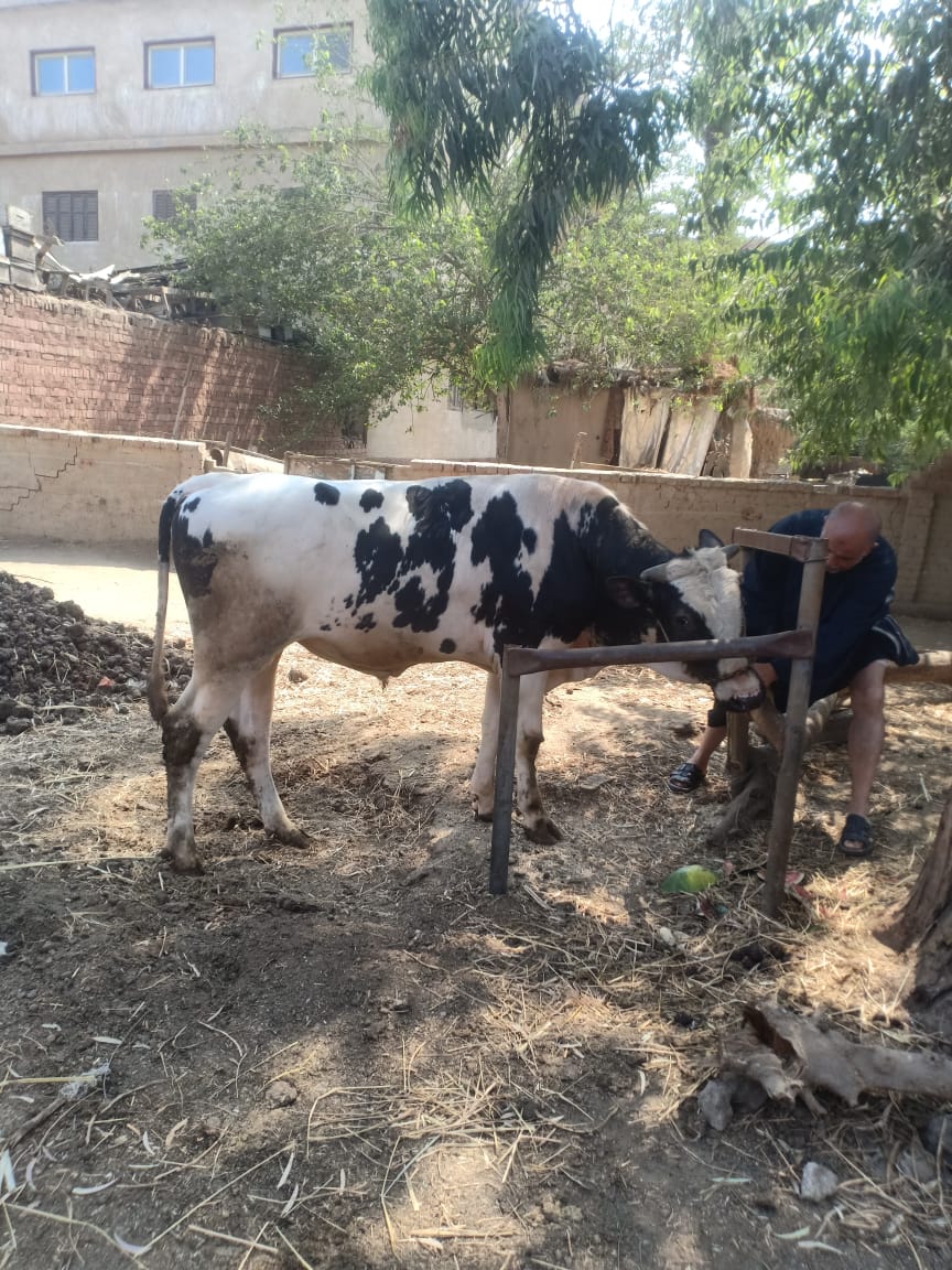  البقرة ظاهرة بالغربية 