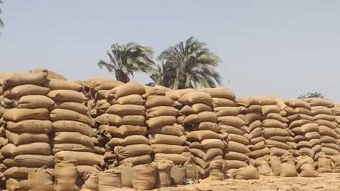 توريد القمح ببني سويف 