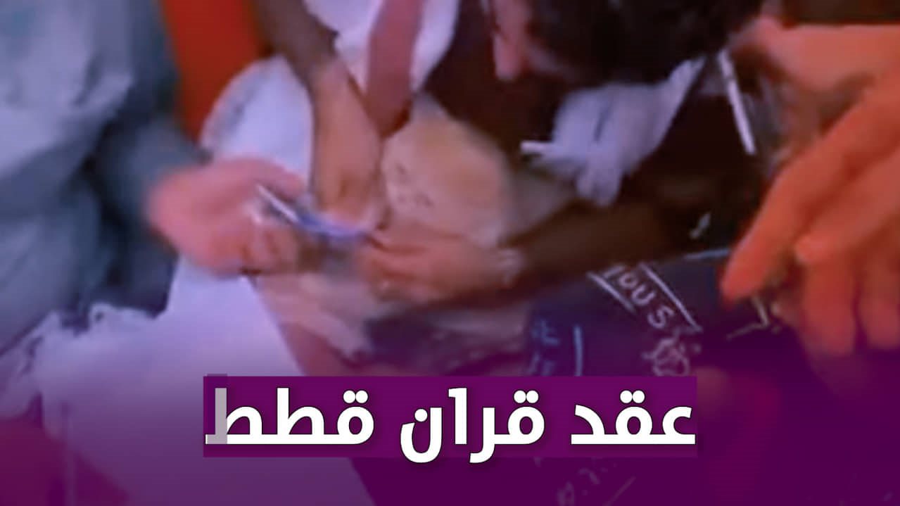 على يد مأذون وشهود.. حفل زواج قط وقطة يثير جدلًا واسعًا