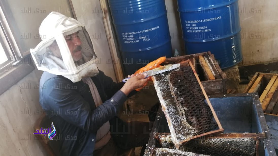 أثناء فرز العسل الأبيض بمنحل جامعة الازهر بأسيوط 