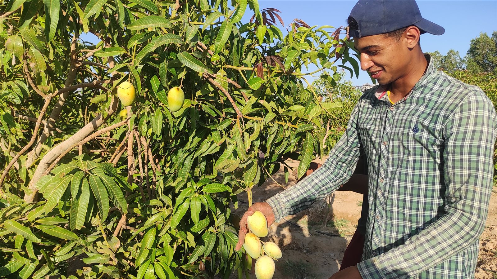 المانجو السكري بطور سيناء 