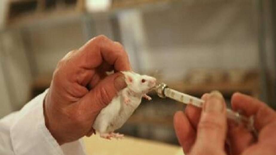 معيد يقتل 60 فأر تجارب