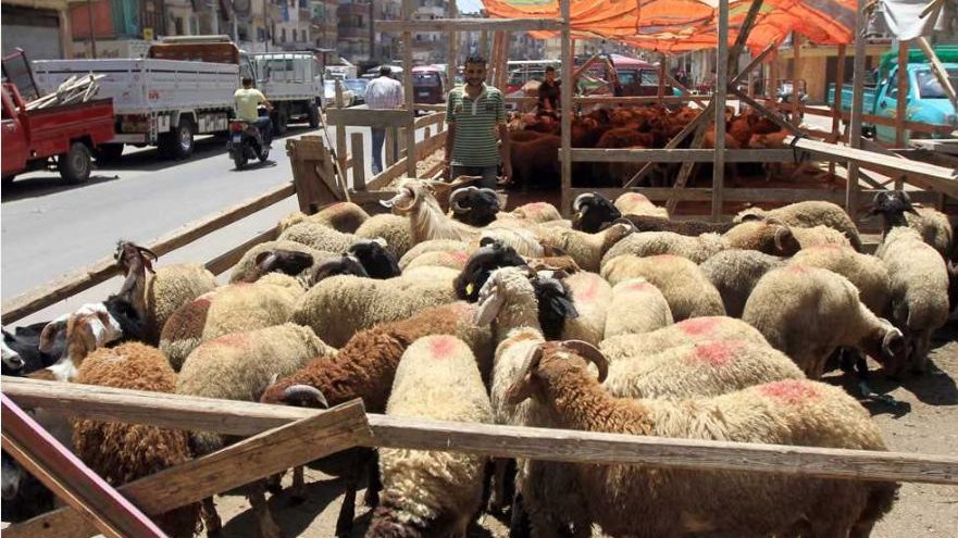 شوادر لبيع الاضاحي شوادر لبيع الاضاحي