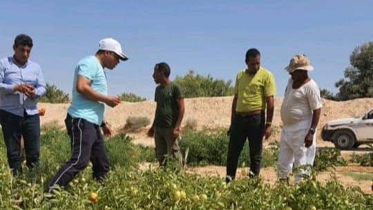 دمج أبناء سيناء 