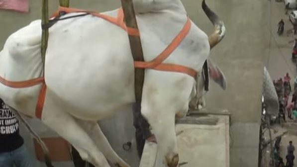 رفع الأبقار 