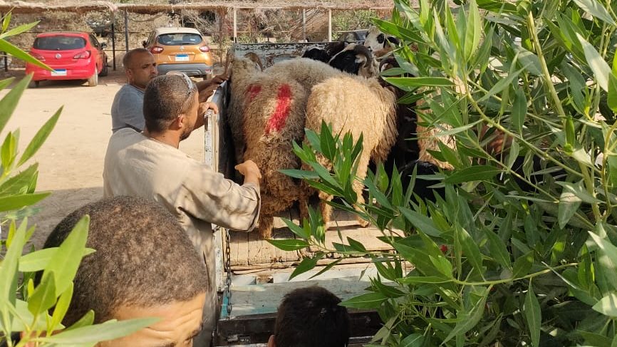 شادر بيع الأضاحي 