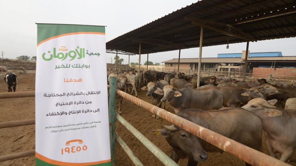 ذبح رؤوس الماشية بالمنيا 