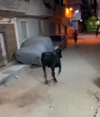 هروب عجل