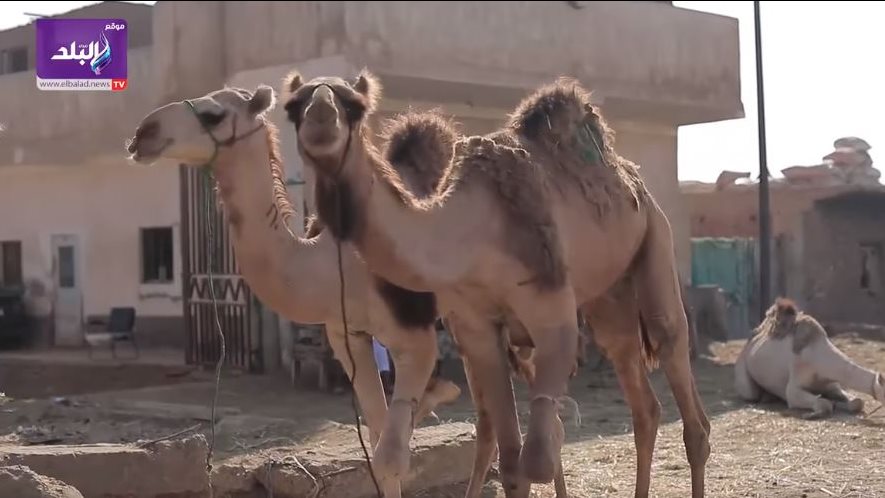 سوق الجمال ببرقاش