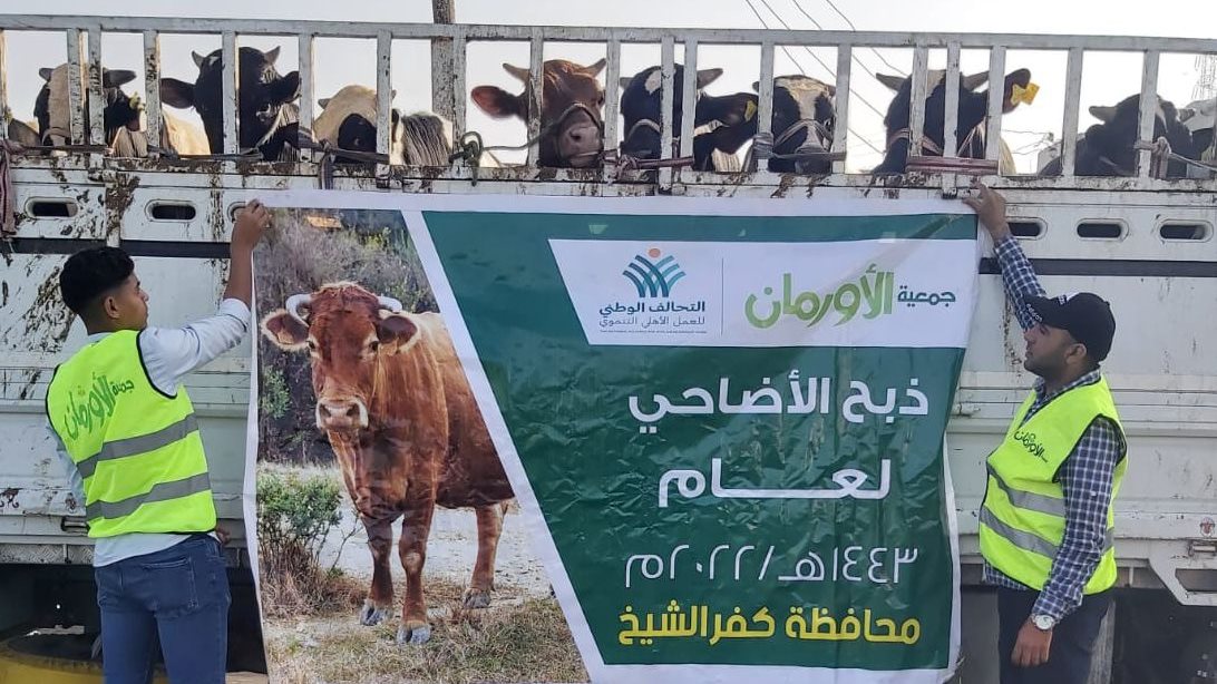 أضاحي الأورمان 