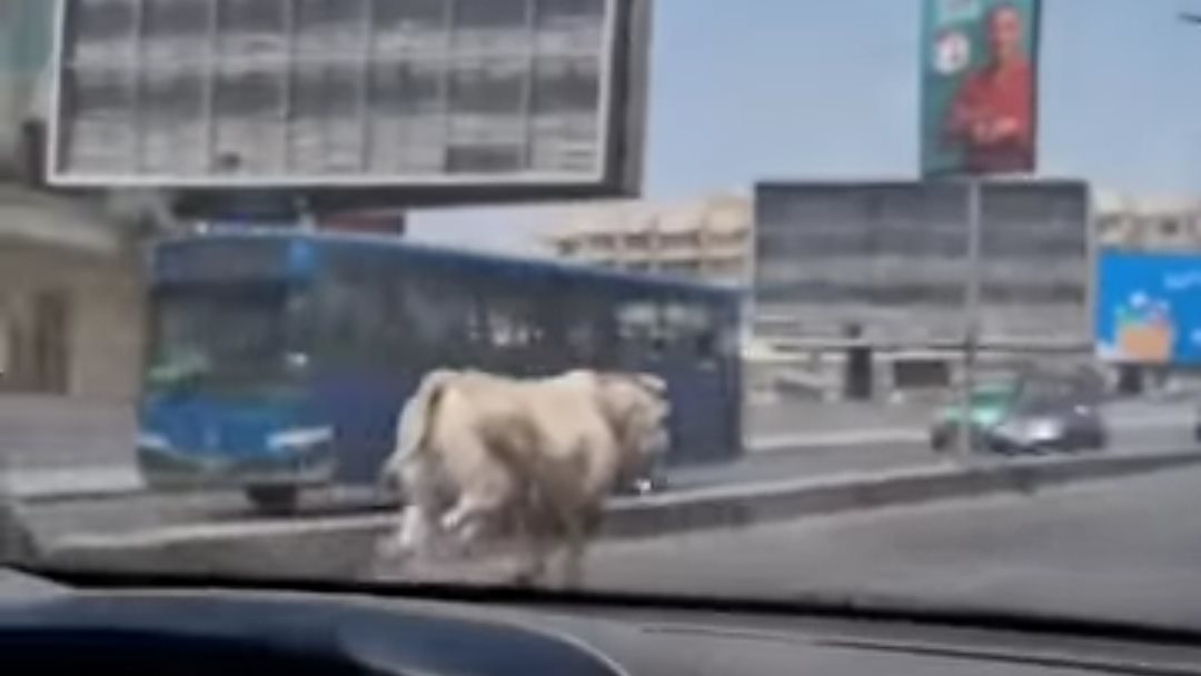 عجول الأضاحى تهرب فى مصر
