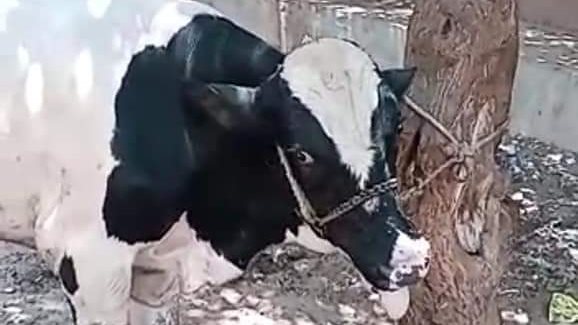 منح نحر أضحية في المنوفية 