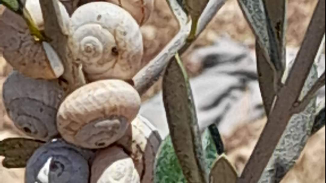 القواقع البرية تهاجم سيقان أشجار الزيتون