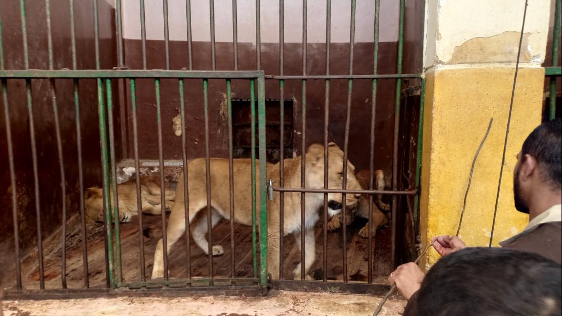 قفص الأسد بحديقة حيوان الإسكندرية