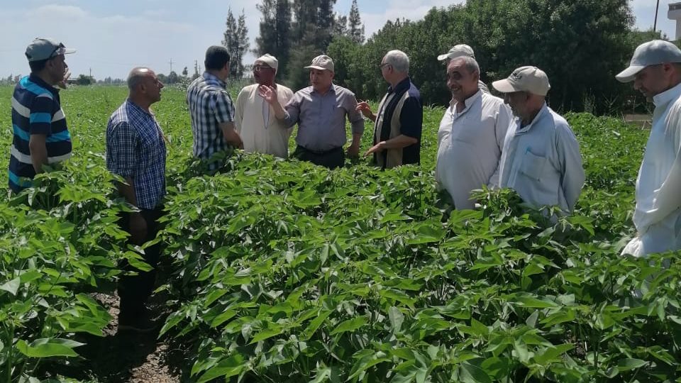 الزراعة خلال إجازة العيد تتابع المحاصيل الصيفية 