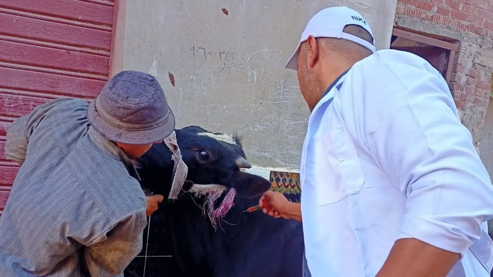 تحصين المواشي 