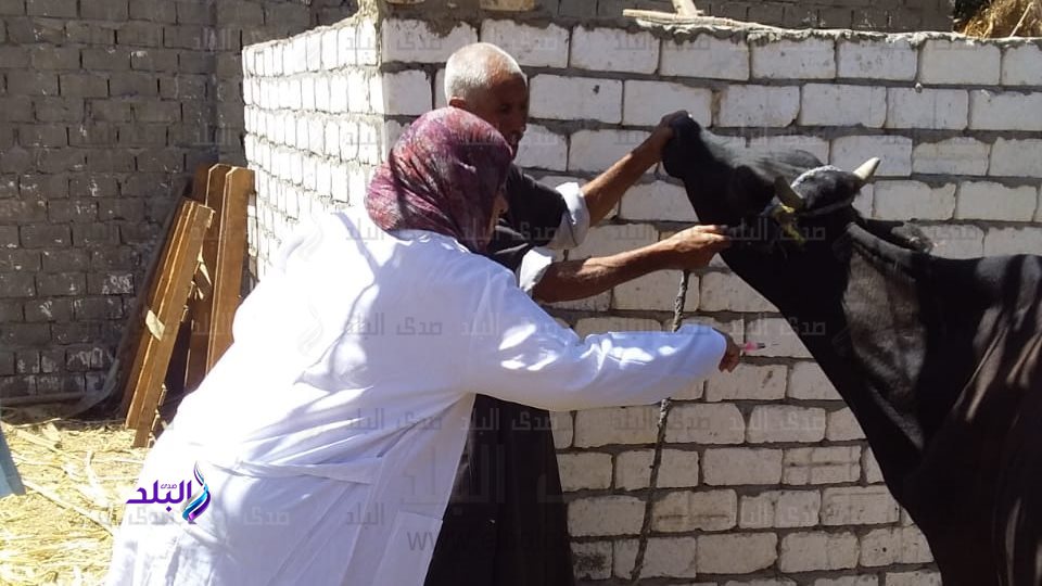 خدمات بيطرية 