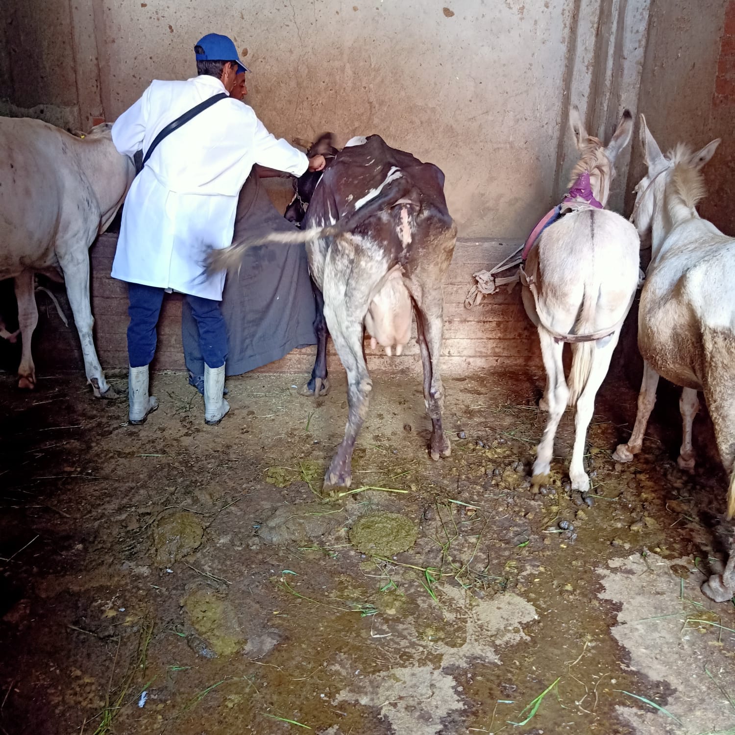 تحصين الماشية