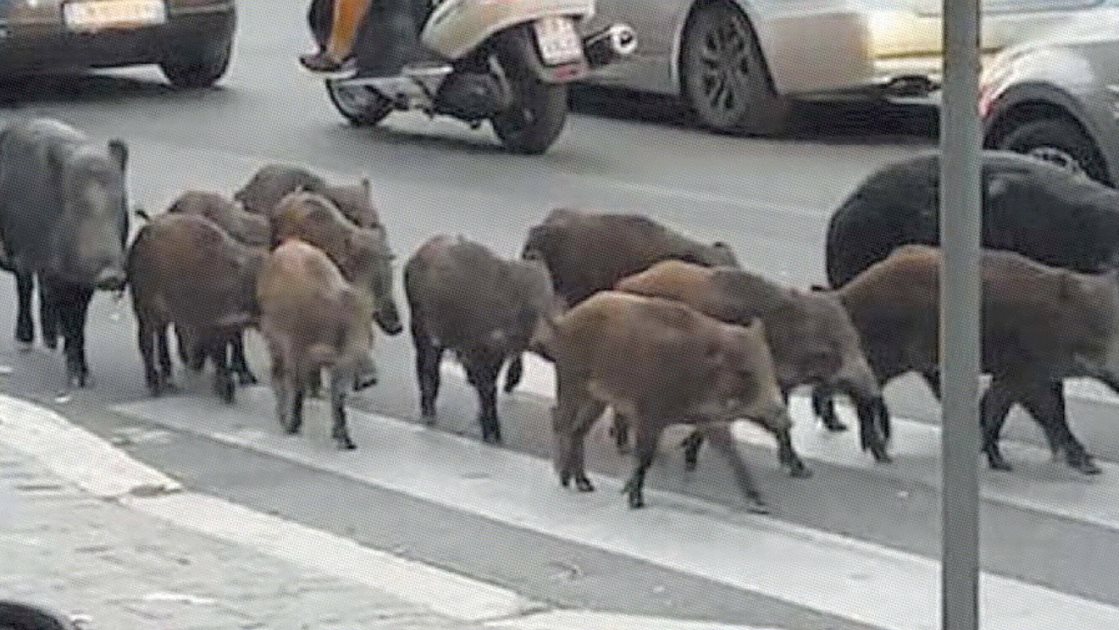 الخنازير البرية تجتاح شوارع روما
