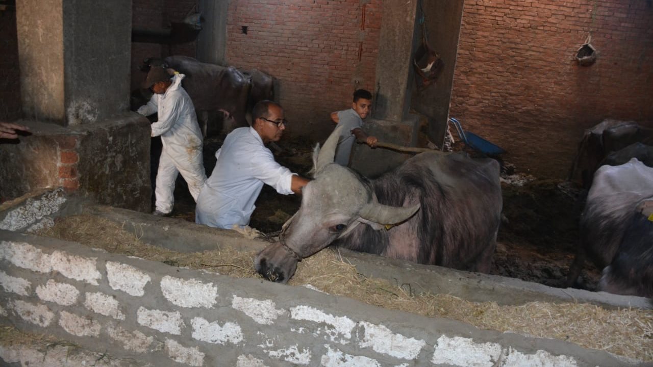 الحمي القلاعية 