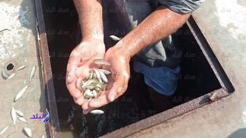 زريعه اسماك