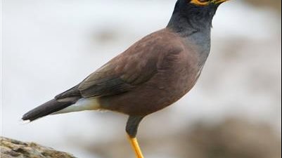 المينا المنافس الأول للبغبغان في تقليد الأصوات 