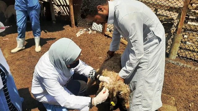 بيطري الشرقية