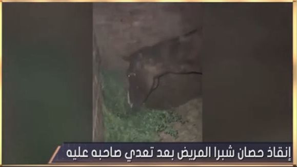 حصان شبرا 